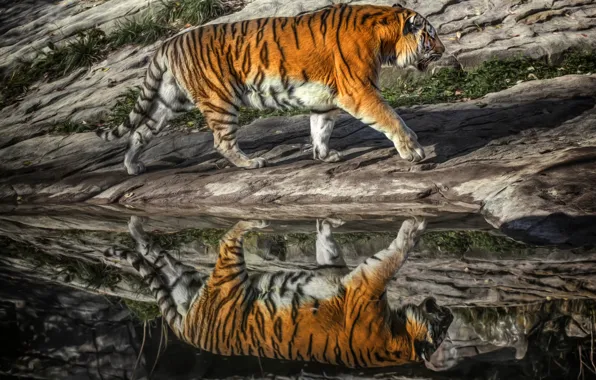 Tiger, reflection, predator