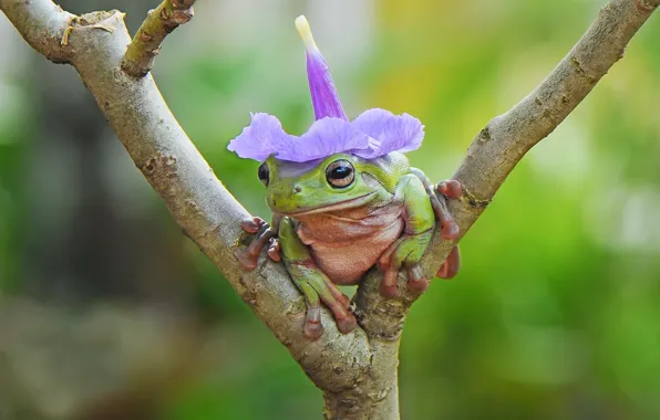 Flower, animal, frog, branch, amphibian, cap