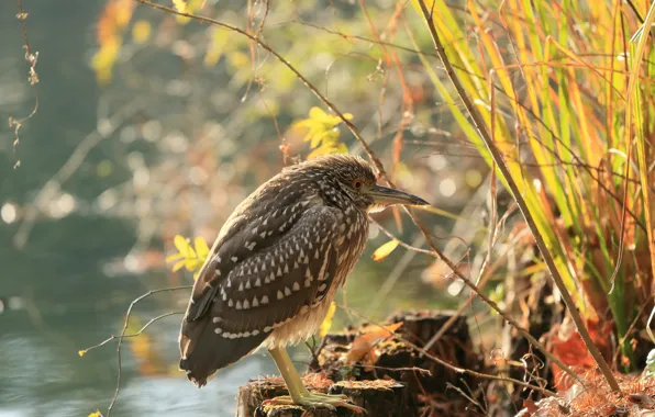 Picture grass, branches, bird, stumps, pond, Heron