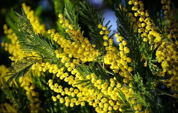 Macro, branches, Mimosa, Acacia silver, Alexander Razgulyaev