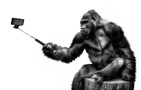 Picture animals, gorilla, smartphone, selfie