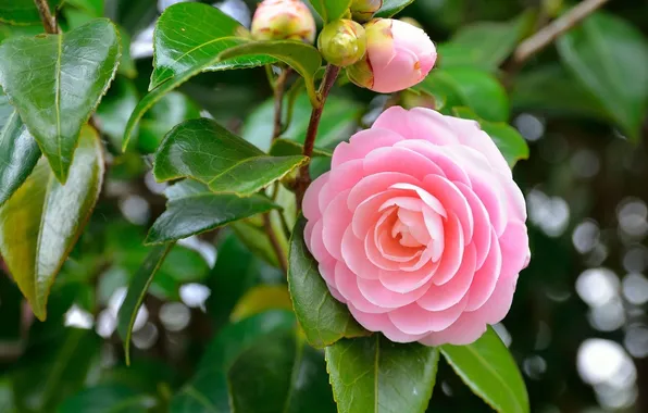 Picture flower, pink, petals, Camellia