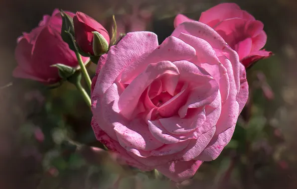 Picture rose, Bush, petals, Bud