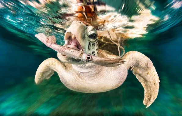 Turtle, sea, squid, mining