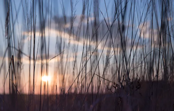 Sunset, The sun, Nature, The evening, Sunrise, Grass, Plant, Morning