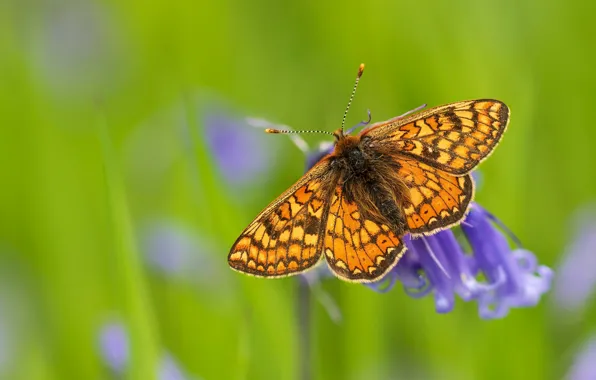 Picture macro, flowers, background, butterfly, insect, red