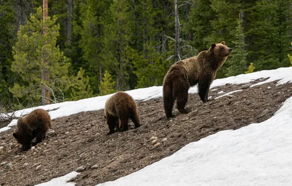 Slope, bears, bears, bear, mother