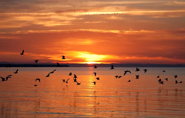 Picture the sky, the sun, clouds, sunset, mountains, lake, bird