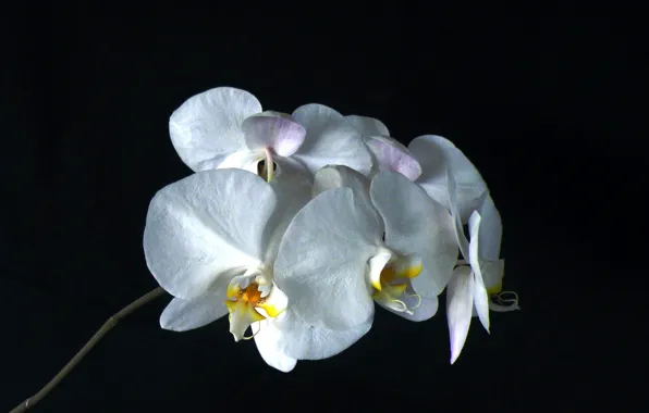 Picture background, petals, Orchid