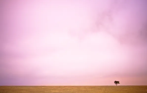 Picture field, landscape, tree, valley