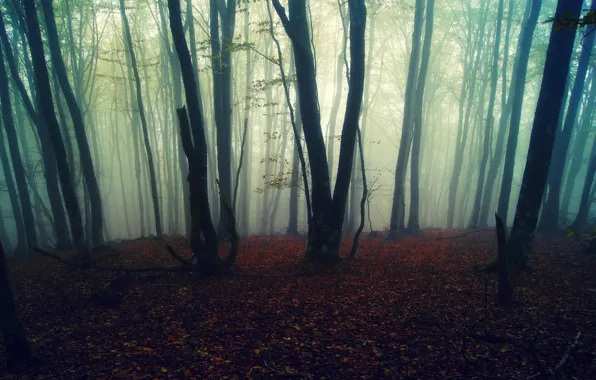 Autumn, forest, leaves, trees, nature, fog, background, Wallpaper