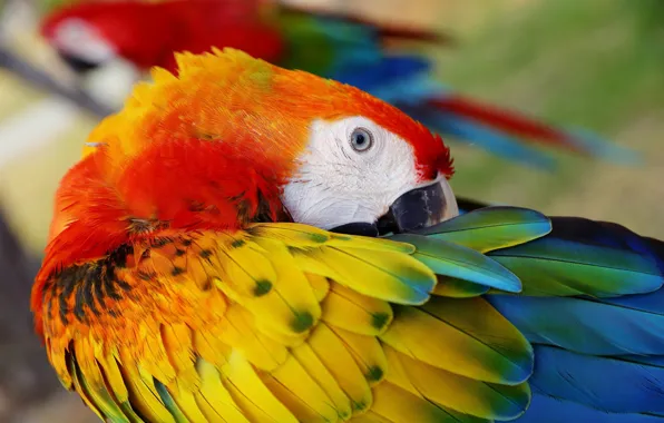 Nature, stay, bird, parrot, Ara