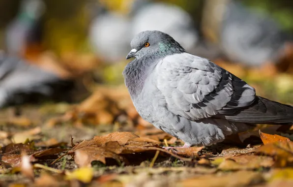 Picture autumn, leaves, bird, pigeons