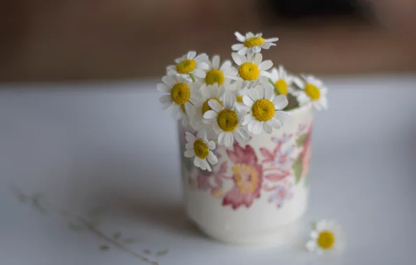 Picture chamomile, mug, a bunch, bokeh