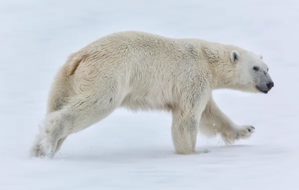Snow, bear, Norway, polar bear, Norway, Svalbard, Svalbard