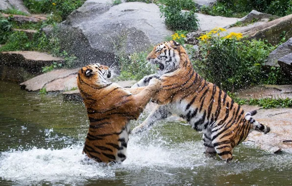 Squirt, the game, predators, fight, pair, wild cats, tigers