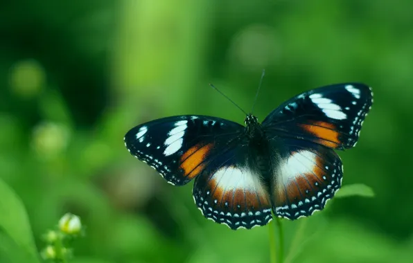 Leaves, microsemi, butterfly, wings, insect, beautiful, closeup