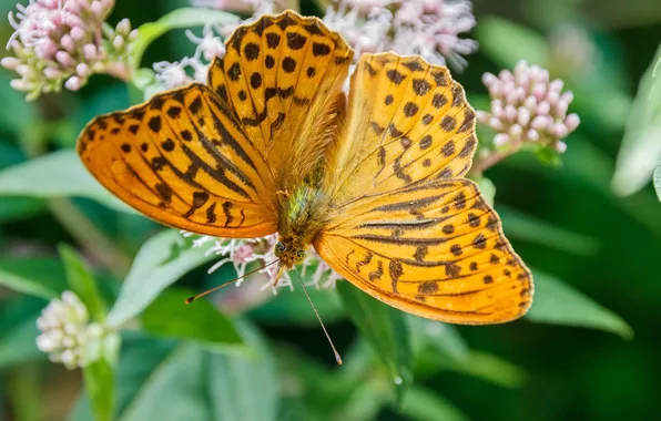 Macro, wings, Butterfly, beautiful, flowering, closeup