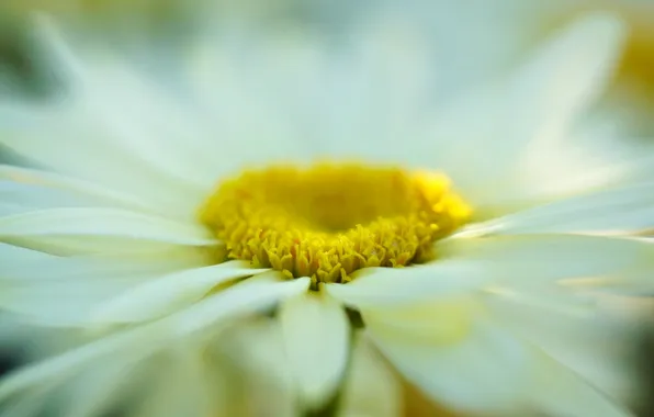 White, flower, macro, yellow, background, widescreen, Wallpaper, Daisy
