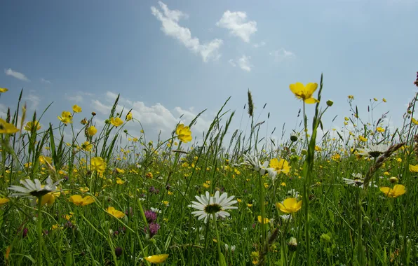 Picture the sky, grass, flowers, nature, photo