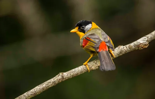 Branches, bird, feathers, beak, tail