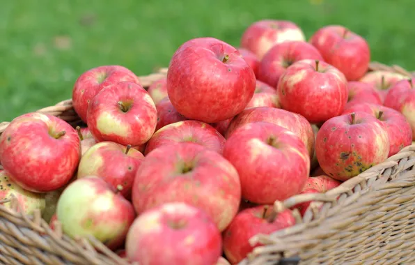Macro, basket, apples, harvest, fruit