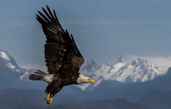 Picture flight, mountains, bird, wings, predator, beak, bald eagle
