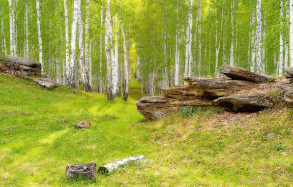 Picture greens, grass, stones, rocks, glade, log, birch, grove