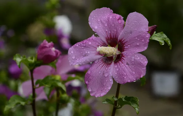 Picture pink, flowering, leaves, stamen, hibiscus