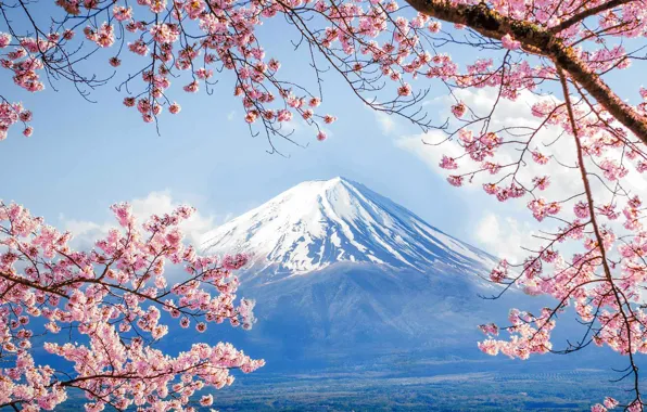 Spring, Japan, Sakura, mount Fuji