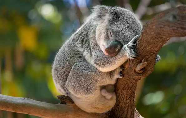 Nature, pose, tree, stay, sleep, sleeping, face, bitches