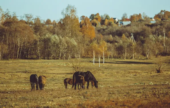Field, autumn, forest, light, trees, horses, dal, village