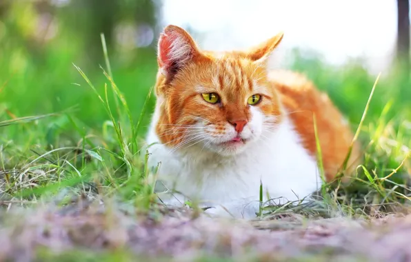 Cat, background, weed, face