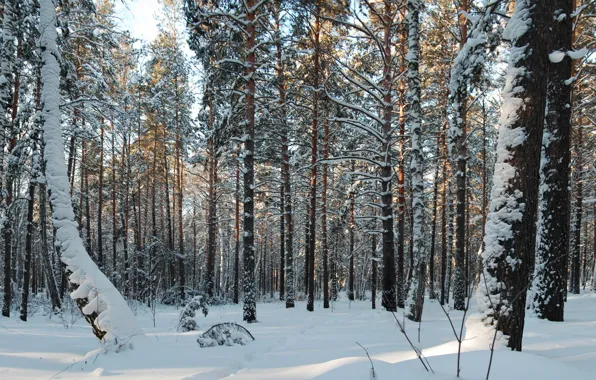 Forest, snow, trees, nature, photo
