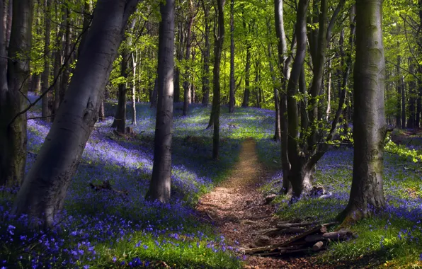 Forest, flowers, nature, spring