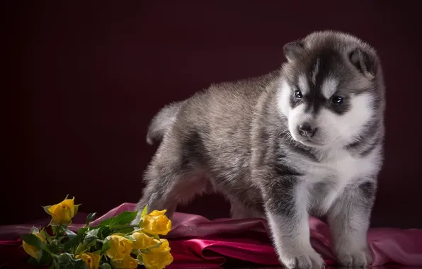 Picture roses, puppy, husky