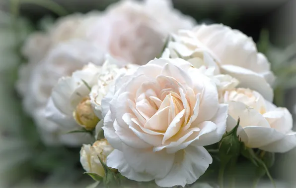 Picture macro, flowers, roses, bouquet, blur, white, buds, bokeh
