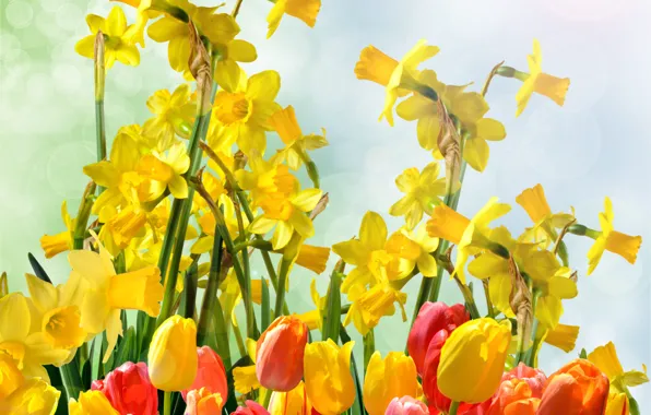 Picture flowers, yellow, spring, white, tulips are red, daffodils yellow