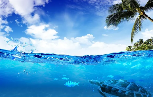 Water, transparency, fish, the ocean, Laguna