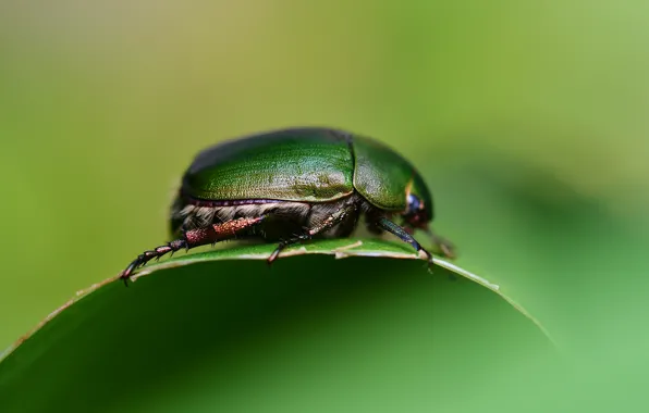 Macro, Leaf, Green, Beetle