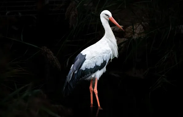 White, leaves, branches, nature, bird, stork, black background
