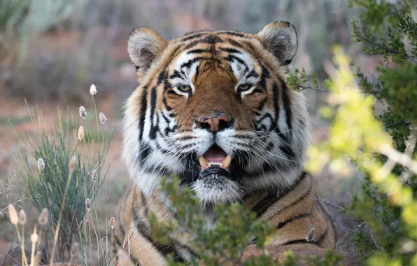 Grass, look, face, tiger, portrait, wild cat, Alexei Suloev