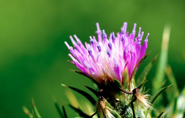 Leaves, flowers, nature, petals