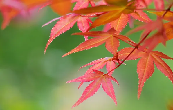 Picture autumn, leaves, branch, the crimson