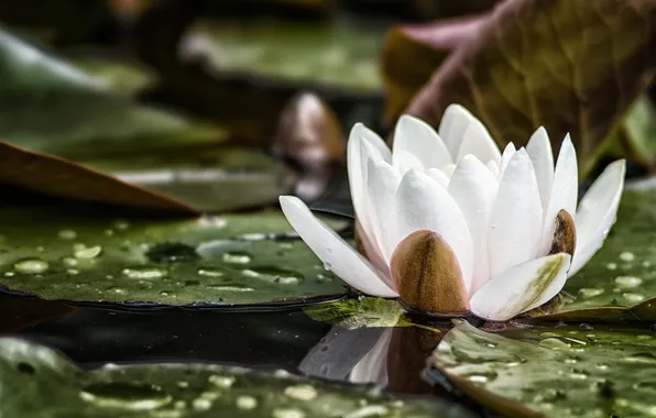 Picture Lily, white, water Lily