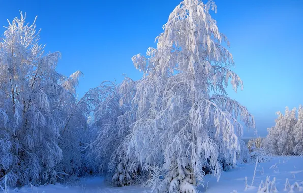 Picture winter, snow, nature, photo