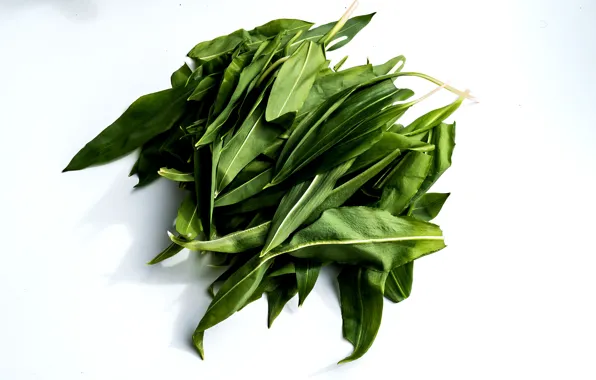 Leaves, background, Bear garlic