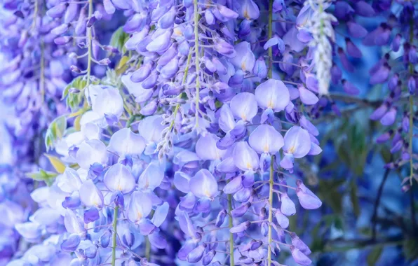 Flowers, inflorescence, lilac, Wisteria, Wisteria