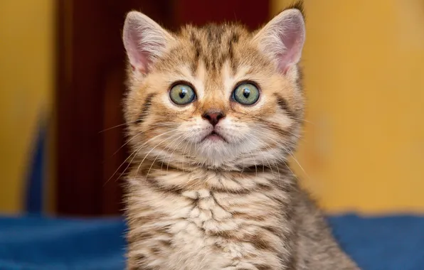 Cat, look, pose, kitty, portrait, face, striped, the expression