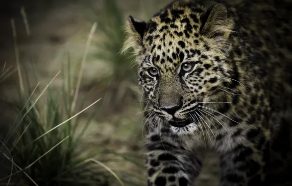 Predator, spot, leopard